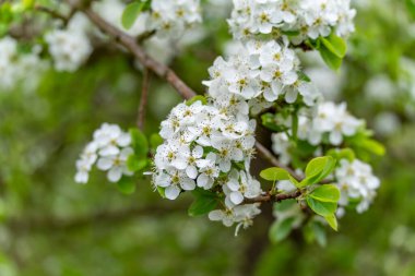 Armut ağacı tomurcukları taze yeşil yapraklı Pyrus komünü. Yumuşak yeşil bokeh arka planda beyaz yapraklar parıldıyor.