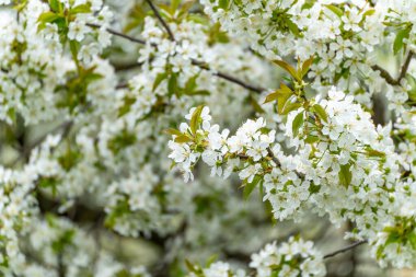Yoğun kiraz çiçekleri Prunus avium ağacı beyazla kaplar. Taze yeşil yapraklar süzülüyor, yumuşak, rüya gibi bir bahar sahnesi yaratıyor..