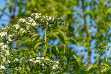 Çiçek açan şahin dikeni Crataegus monogyna dalları taze yeşil yapraklar ve mavi gökyüzüne karşı beyaz çiçeklerle birlikte. Yumuşak arkaplanlı sakin bahar sahnesi.