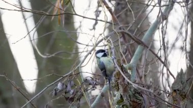 A Great Tit Parus major perches among bare branches and dry leaves. Tranquil wildlife footage against a soft forest backdrop.