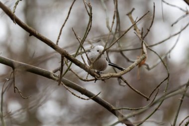 Long-tailed tit Aegithalos caudatus sits quietly in a tangle of bare twigs. Overcast light and bokeh create a muted woodland portrait.