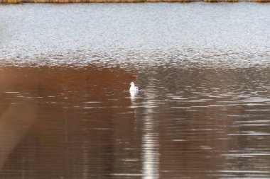 Sakin bir gölün üzerinde, yumuşak dalgalar ve aynalı yansımalarla çevrili yalnız bir martı yüzer. Sıcak kıyı tonları olan minimalist su manzarası.
