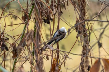 Long-tailed tit perched among tangled dry vines and leaves, seen from behind. Small songbird in winter vegetation with warm blurred background and natural framing.