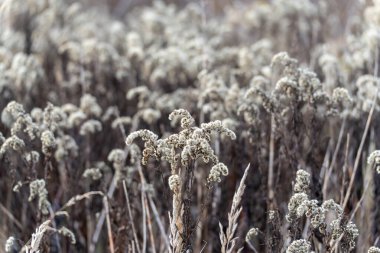 Kurumuş kır çiçeği tohumu başlarının yoğun duruşu çayırda hafifçe aydınlatılır. Sonbahar ya da kış bitkileri kabarık bluzları ve bulanık doğal bir geçmişi vardır..