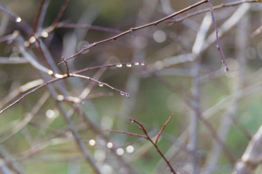 İnce kış dalları sabah ışığında çiy damlacıklarıyla parıldıyor. Yumuşak bokeh dallardaki hassas nemi vurgular.