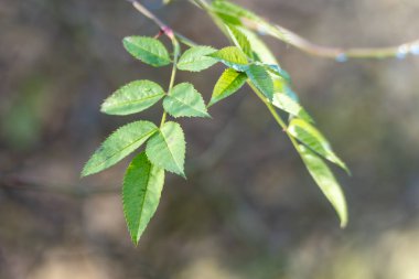 Taze köpek gülü yaprakları Rosa Canina küçük su damlalarıyla güneş ışığını yakalar. Yeşil broşürler yumuşak bir orman bokeh 'ine karşı duruyor.