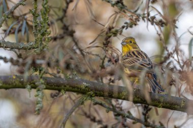 Sarı Çekiç Emberiza Citrinella kışın karışık dalların arasına tünemişti. Ayrıntılı tüyler ve yumuşak bokeh doğal bir vahşi yaşam portresi oluşturur..