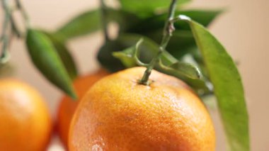 Yakın çekim mandalinası ile bağlı kök dönüşleri sıcak stüdyo ışığı altında. Parlak kabuk ve yeşil yapraklar taze, doğal bir narenciye oluşturur..