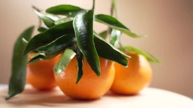 Parlak yeşil yapraklarla kaplı bir tabakta üç mandalina döner. Bileşimi taze, doğal ve yemeye hazır..
