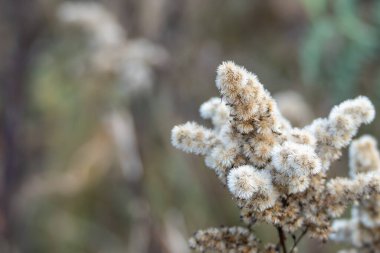 Altın başlı Solidago türünün tüylü tohum başlarının yakın plan çekimleri. Yumuşak dokular bulanık doğal bir arka plana karşı duruyor..
