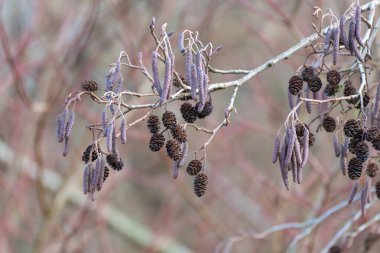 Asılı kedi derileri ve siyah alnus glutinosa külahları olan ağaç dalları. Sahne, ilkbahar polen yapılarını doğal ışık altında yakalıyor..