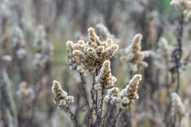 Birden fazla kabarık tohum başı olan kurutulmuş altın çubuklu Solidago türleri. Sığ alan derinliği bitkiyi sessiz bitki örtüsüne karşı izole ediyor..
