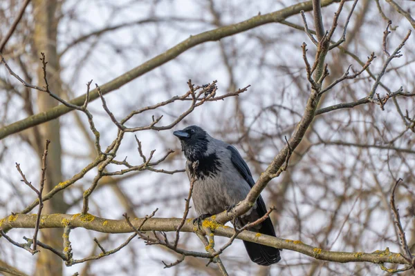Çıplak dallarla çevrili bir ağaç dalında dinlenen kapüşonlu bir karga Corvus Cornix 'in yan görüntüsü. Sessiz kış renkleri sakin, doğal bir atmosfer yaratır..