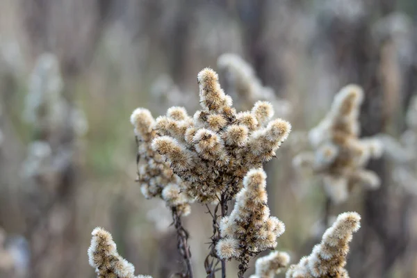 Kurumuş altın çubuklu Solidago tohum başları bir çayırda duruyor. Kümelenmiş formlar yumuşak odak arka planında ritmik bir kalıp oluşturur.