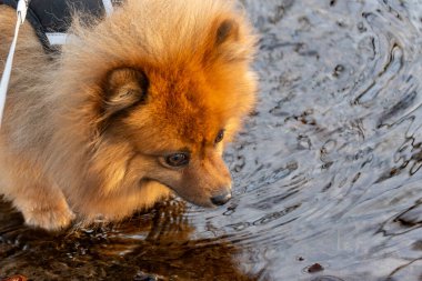 Küçük kabarık tüylü köpek tasmayla sığ sulara dikkatle giriyor. Yakın çekim, merak ve konsantrasyonu dalgalanan yüzeye yansıtır..