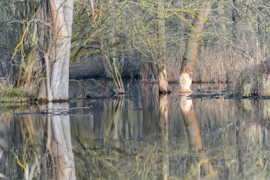 Sakin suya yansıyan ağaç gövdeleriyle dolu orman sahnesi. Yumuşak kış renkleri ve ayna benzeri yansımalar sakin, atmosferik bir manzara yaratır..