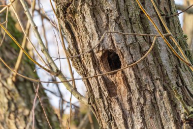 Çürüme ve yaşla şekillenmiş doğal bir oyuğu olan bir ağaç gövdesinin yakın çekimi. Kaba ağaç kabuğu ve dallar, yumuşak gün ışığında orman dokusunu ön plana çıkarır..
