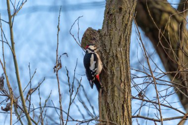 Büyük benekli ağaçkakan bir ağaç gövdesine tutunur ve böcekleri arar. Kuşlar kırmızı, siyah ve beyaz tüyler mavi gökyüzüne karşı duruyorlar..