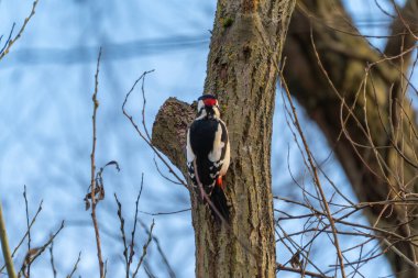 Ağaç gövdesinde dinlenirken arkadan görülen bir ağaçkakan. Kalıplı tüyleri, dokulu kabuk ve çıplak dallarla tezat oluşturuyor..