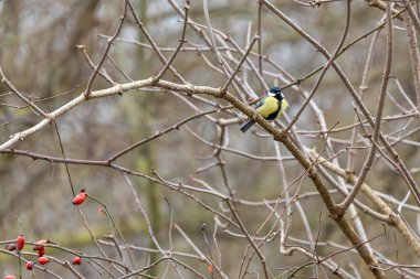 Great tit Parus major perched among bare branches and red rose hips. Winter wildlife scene showing contrast between bird plumage and berries.