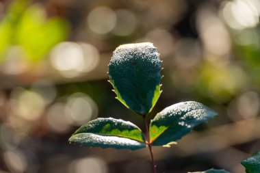 Sabahın erken saatlerinde parlayan buz kaplı yapraklar. Yakın çekim doğa sahnesi buzlu dokuyu, kış atmosferini ve sığ alan derinliğini yakalıyor..