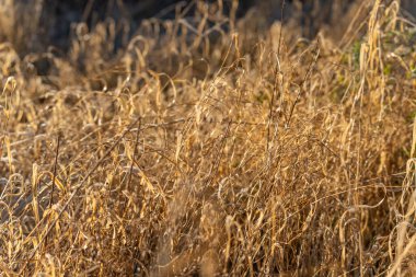 Kışın güneş ışığında kuru çimenler. Sıcak kış güneşinin aydınlattığı kuru altın çimenler. Doğal alan dokusu mevsimsel geçiş, yumuşaklık ve sakin kırsal atmosfer gösteriyor..