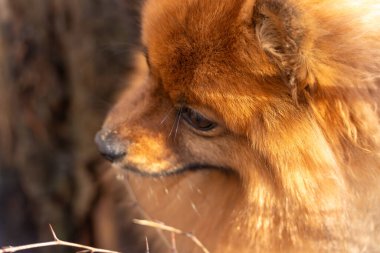 Kış Işığında Köpek Portresi. Kış boyunca sıcak güneş ışığında pofuduk bir köpeğin yakın plan portresi. Ayrıntılı kürk dokusu ve sakin ifade samimi bir evcil hayvan fotoğrafı sahnesi oluşturur.