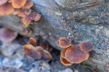 Ağaç Gövdesine yakın mantarlar. Yıpranmış ahşap üzerinde donmuş detaylarla büyüyen küçük kahverengi mantarların yakın çekimi. Makro doğa görüntüsü dokuyu, mantar yapısını ve mevsimsel değişimi vurguluyor.