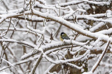 A great tit Parus major sits among snow-covered branches in a winter woodland. Dense snowy branches frame the bird in its natural habitat.