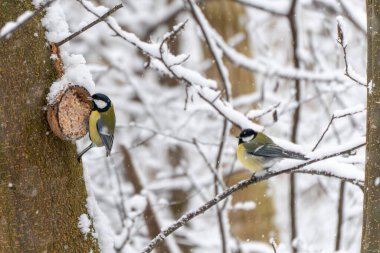 Close view of a great tit Parus major feeding on seeds attached to a tree trunk in winter. Snowy forest background highlights natural bird behavior.