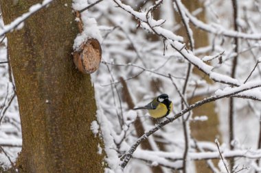 A single great tit Parus major sits on a snow-covered branch in a winter woodland. Minimalist wildlife scene with soft background and falling snow.