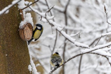 A great tit Parus major pecks seeds from a tree feeder while another bird rests below on a snowy branch. Authentic winter wildlife behavior in forest habitat.