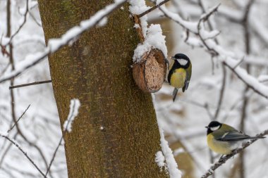 A blue tit Cyanistes caeruleus clings to a feeder attached to a tree while another bird rests nearby. Quiet winter woodland atmosphere with snow-covered branches.