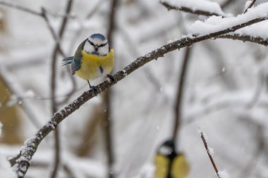 A blue tit Cyanistes caeruleus sits alert on a snow-covered branch with another bird softly blurred behind. Natural winter wildlife scene with depth.