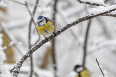 Front view of a blue tit Cyanistes caeruleus perched on a snowy branch during winter. Expressive bird portrait in natural woodland setting.