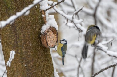 Close view of a blue tit Cyanistes caeruleus resting beside a coconut feeder on a snowy tree. Soft winter light highlights feather details.