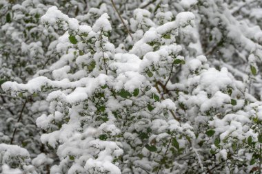 Taze karla kaplı yoğun çalı yaprakları yumuşak bir kış dokusu yaratır. Katmanlı dalları ve kar altında yeşil yaprakları olan doğal bir arka plan..