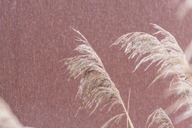 Kuru kamışları dokulu duvara dayayın. Kuru kamış başları, dokulu bir duvarın önünde yavaşça sallanıyordu. Yumuşak ışık ve sıcak, topraksı tonlarla minimum doğal bileşim.