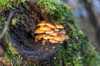 Ağaç gövdesinde büyüyen bir grup mantar. Mantarlar kahverengi ve sarıdır. Bagaj yosunla kaplı.