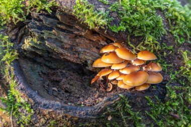 Kütüğün üzerinde büyüyen bir grup mantar. Mantarlar kahverengidir ve bir daire şeklinde büyürler.