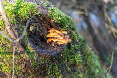 Ağaç gövdesinde bir mantar büyüyor. Mantar kahverengi ve yeşil yosunlu şapkası var.