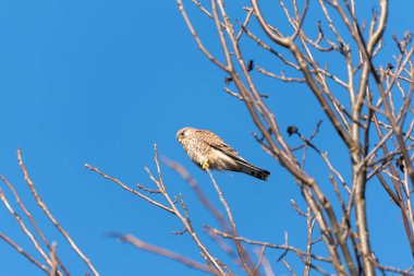 Bir kuş bir ağaç dalına tünemiştir. Kuş kahverengi ve beyazdır. Gökyüzü mavi