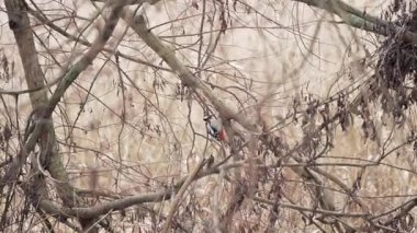 Büyük benekli ağaçkakan yoğun kış dalları arasında kısmen gizlidir. Doğal kamuflaj ve durgunluk bu ormanlık anı tanımlar..