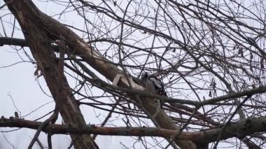 Büyük Benekli Ağaçkakan. Büyük benekli ağaçkakan kışın çıplak bir ağaç gövdesinde dinlenir. Detaylı vahşi yaşam görüntüleri siyah, beyaz ve kırmızı tüylerini vurguluyor.