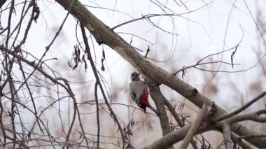 Büyük benekli ağaçkakan kışın ağaç gövdesine dikey tutunur. Klasik tırmanma davranışı doğal ortamlarda gösterilir.