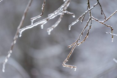 Dal bir buz ve kar tabakasıyla kaplıdır, ona soğuk bir görünüm verir. Buz kristalleri dalın her tarafına dağılmış, güzel ve huzurlu bir manzara yaratıyor.