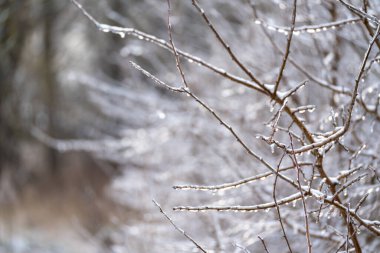Ağaç dalı kalın bir buz ve kar tabakasıyla kaplıdır ve ona soğuk bir görünüm verir. Dallar bükülmüş ve bükülmüş ve kar dalın alt kısmına yığılmış.