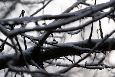 Dal kalın bir buz ve kar tabakasıyla kaplı, bu da onu donmuş bir heykel gibi gösteriyor. Buz o kadar kalın ki, dal tamamen buzdan yapılmış gibi görünüyor.