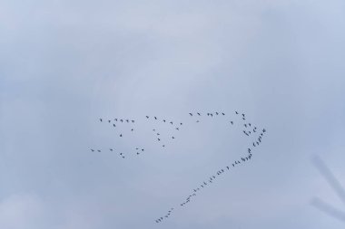 Gökyüzünde uçan bir kuş sürüsü. Kuşlar kuyruktalar ve farklı yönlere uçuyorlar.