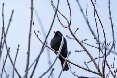 Siyah bir kuş bir dala tünemiş. Dal karla kaplı. Kuş sola bakıyor.